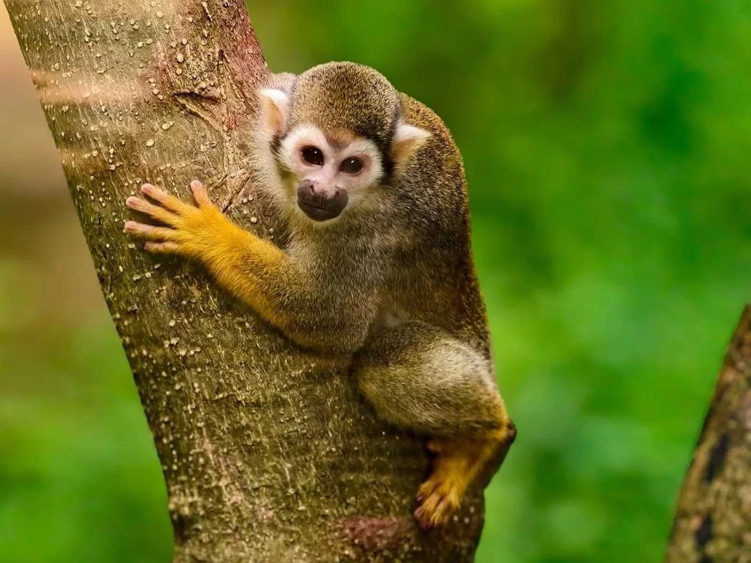 Golden-handed tamarin monkey at Nandankanan Zoological Park Bhubaneswar in lush green enclosure, perfect Odisha wildlife safari tour package.