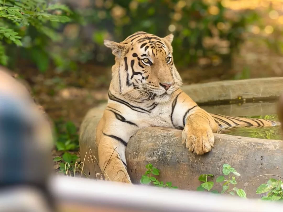 Nandankanan Zoological Park white tiger relaxing by water pool in lush green enclosure at Bhubaneswar, perfect Odisha wildlife safari tour package.