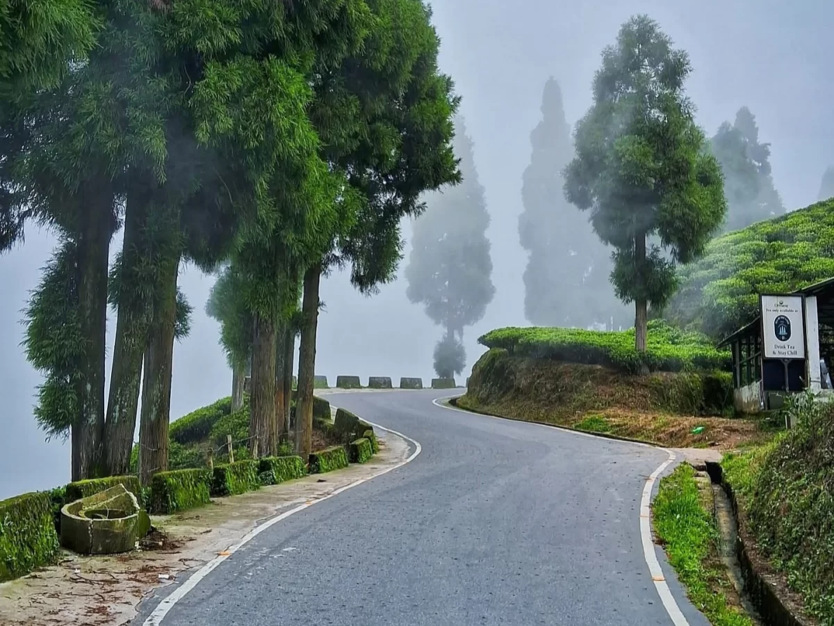 Batasia Loop road in Darjeeling during misty morning, featuring winding hill road, tall trees and tea gardens, perfect scenic Sikkim tour package