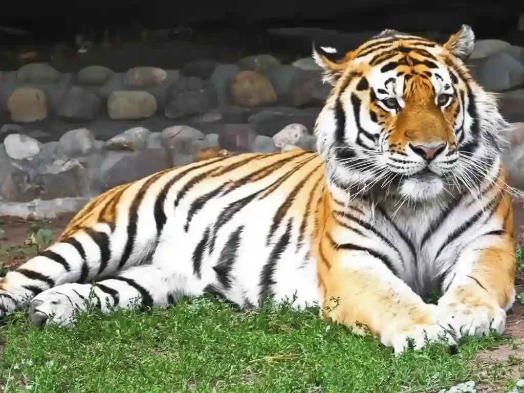 Jaipur Zoo historic wildlife park near Albert Hall Museum featuring a diverse collection of mammals, a dedicated crocodile breeding farm, and a popular bird aviary in Rajasthan.