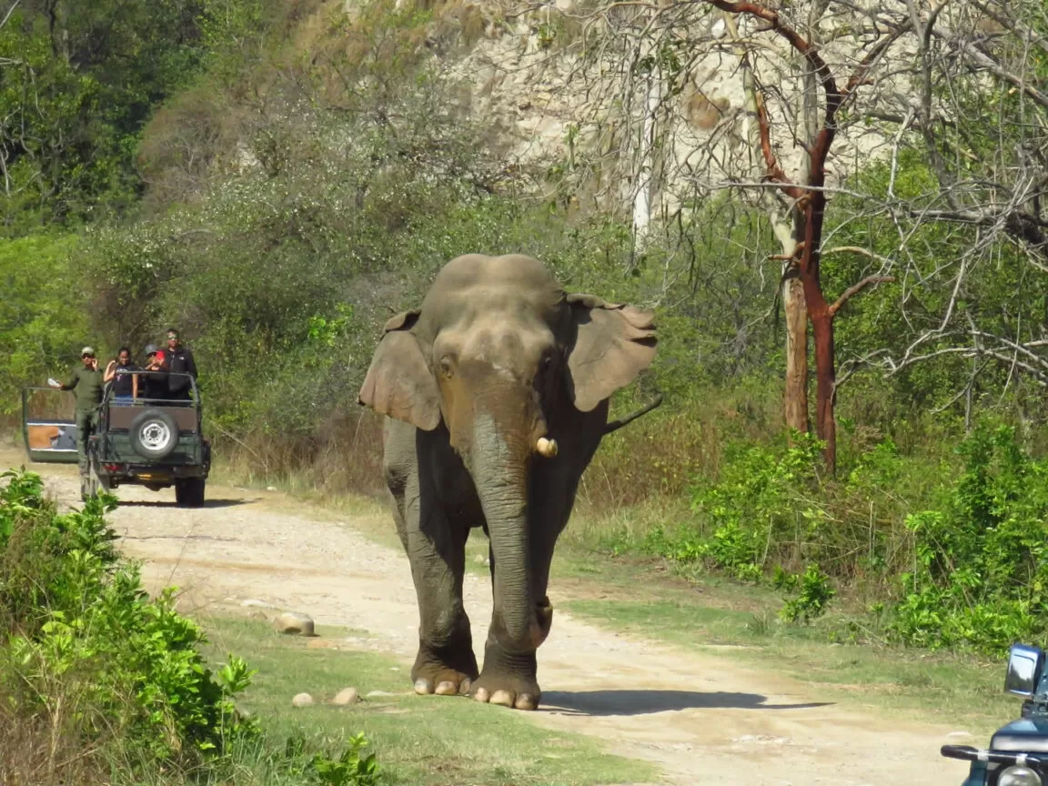 Jhirna Zone Jim Corbett National Park elephant safari wildlife sighting on forest trail Uttarakhand
