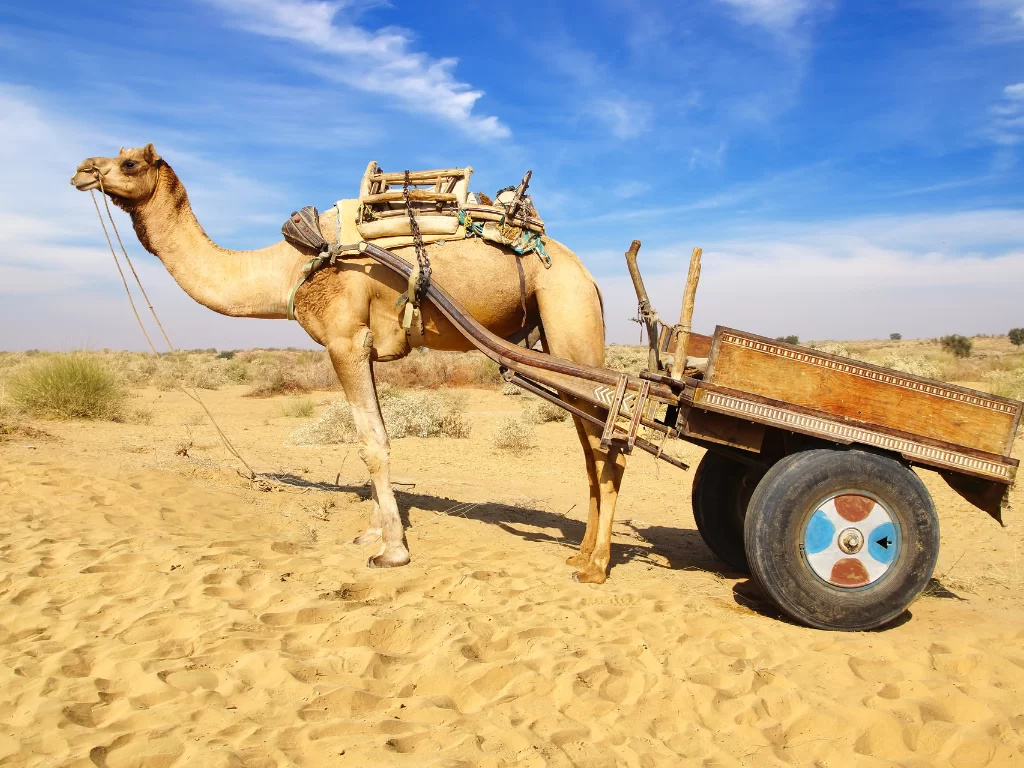 Camel cart safari near Junaghar Fort in Bikaner under blue sky, featuring desert dunes, perfect Bikaner desert tour package