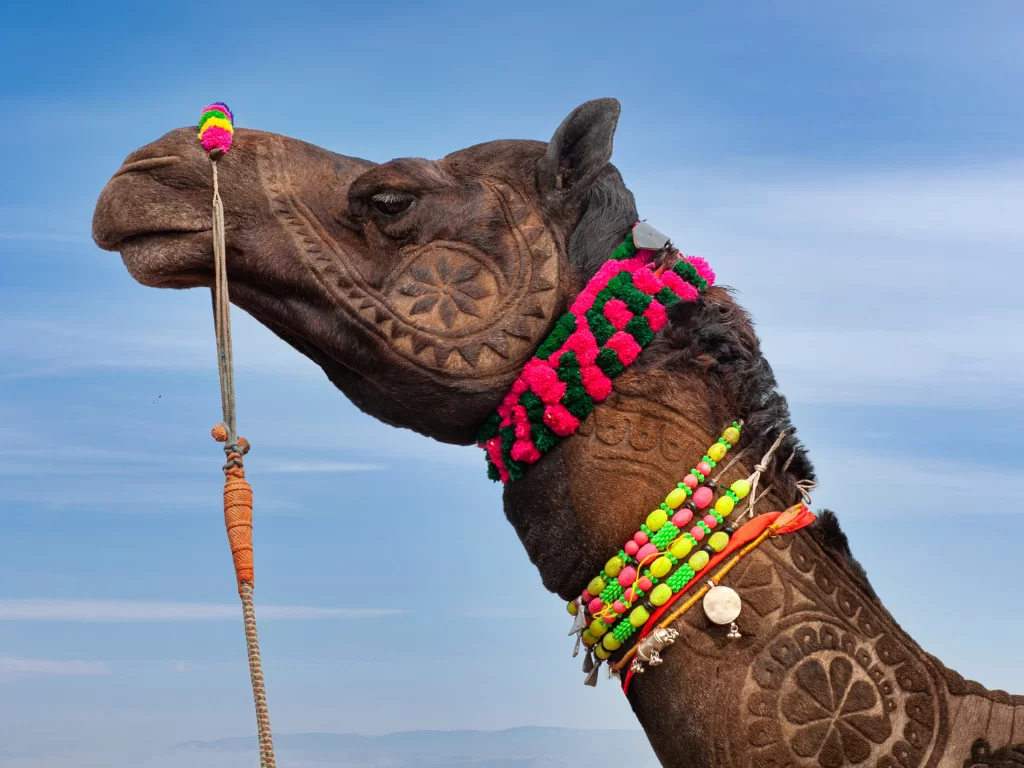Decorated festival camel near Junaghar Fort in Bikaner under blue sky, featuring colourful neck ornaments, perfect Bikaner desert tour package