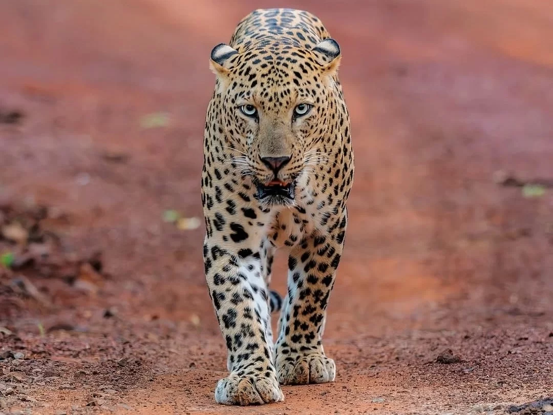 Jungle Safari Thekkady in Periyar Wildlife Sanctuary, thrilling Kerala safari with leopard sighting.