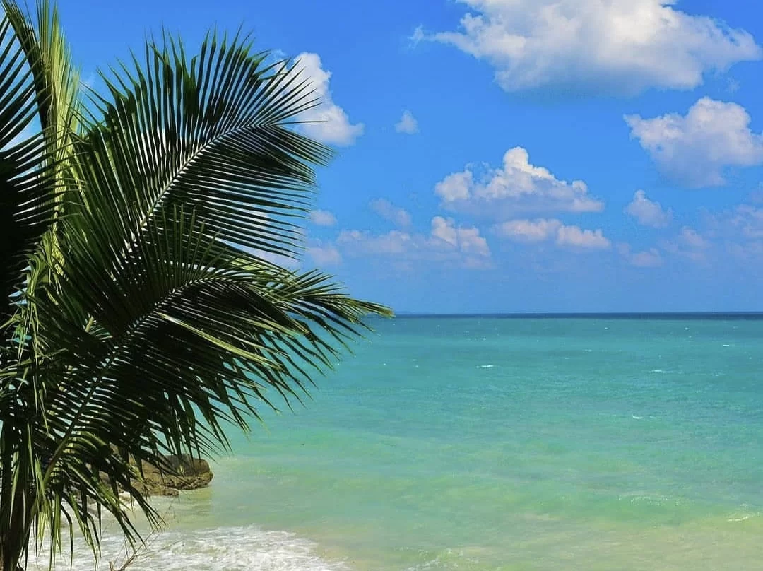Close-up lush green palm fronds foreground turquoise ocean waves rocky shore sunny partly cloudy blue sky Kalapathar Beach Havelock Andaman, ideal beach eco-tourism Andaman itinerary