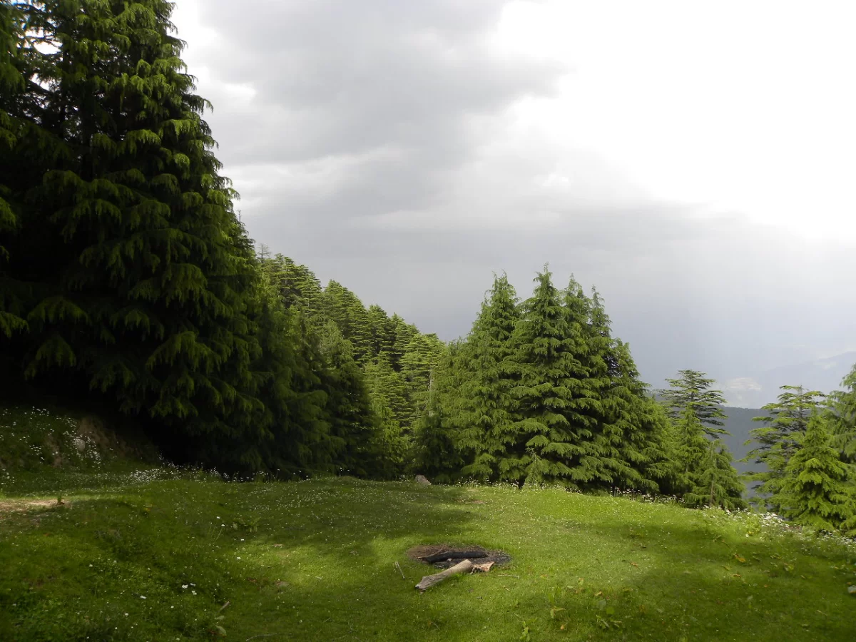 Kalatop Wildlife Sanctuary featuring lush green meadow surrounded by dense deodar forest under a cloudy sky in Dalhousie.