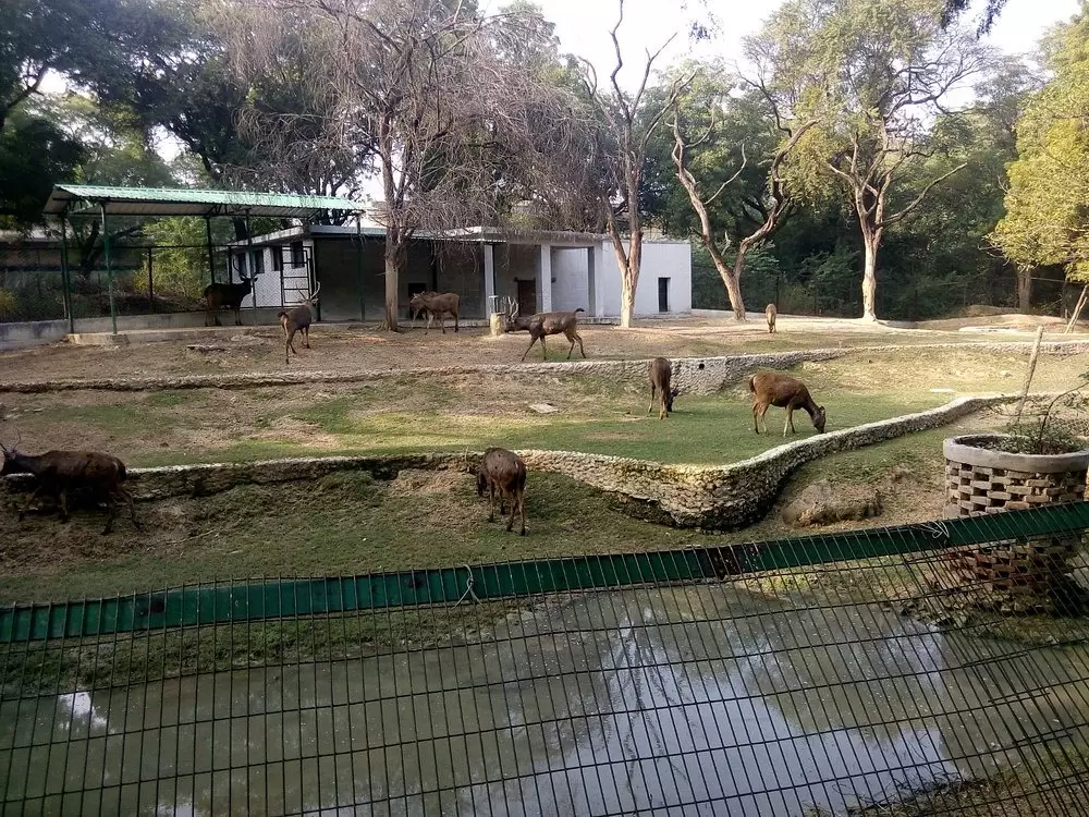 Kanpur Zoological Park deer enclosure in green safari park, Allen Forest Zoo Kanpur Uttar Pradesh