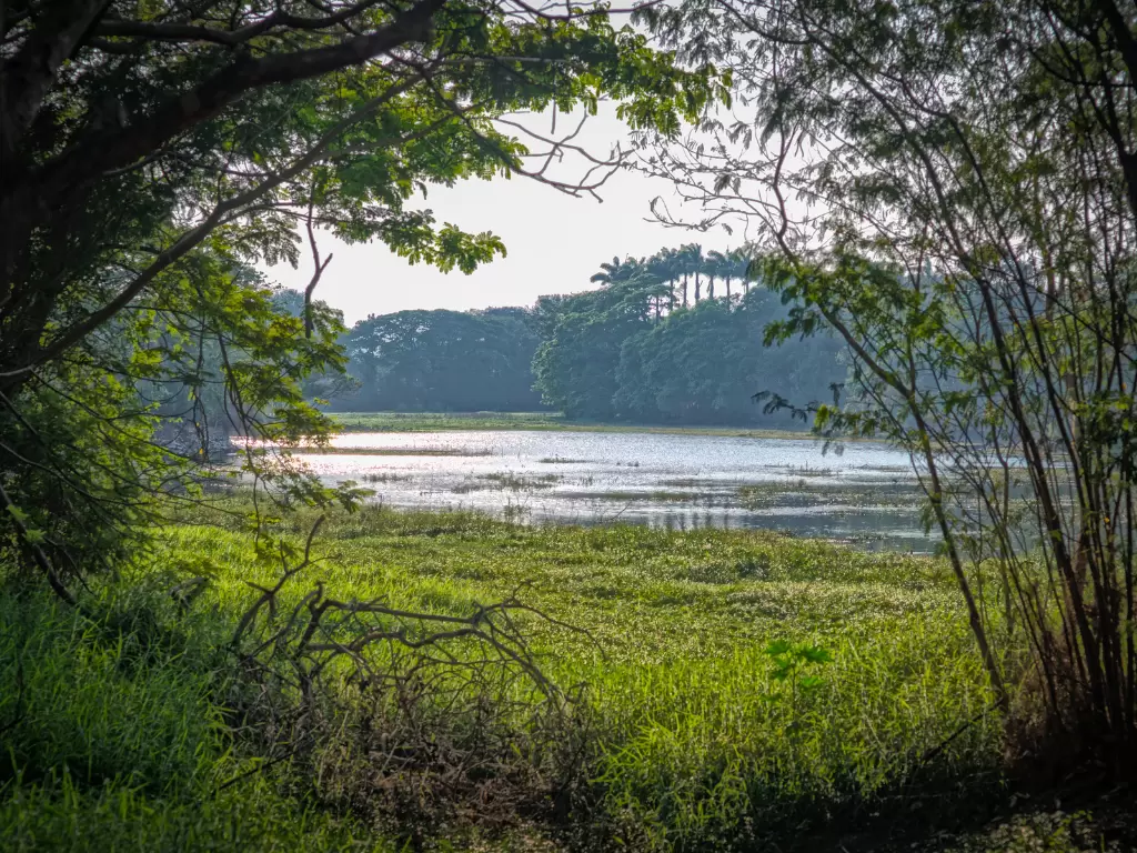 Karanji Lake in Mysore during calm morning, featuring framed water view, lush green banks and trees, perfect peaceful Karnataka tour package