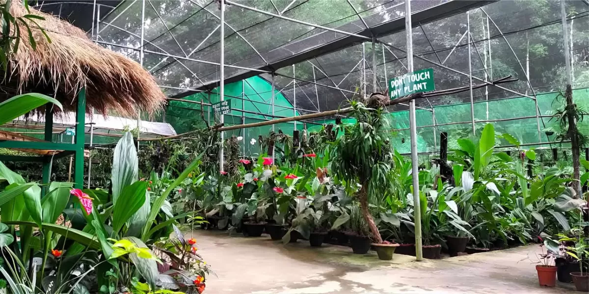 Vibrant orchids at Kaziranga National Orchid & Biodiversity Park greenhouse during daytime, featuring tropical plants Orchid Plant sign, perfect nature experience Assam tour package.