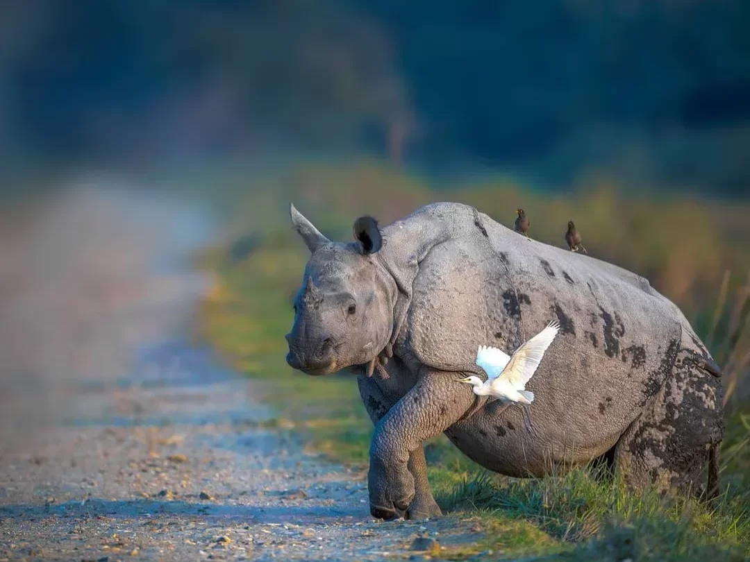 Kaziranga National Park Assam India baby one horned rhinoceros walking dirt safari track mud splattered skin white egret birds on back tall grass green forest backdrop golden hour light wildlife safari, perfect Northeast India tour packages.