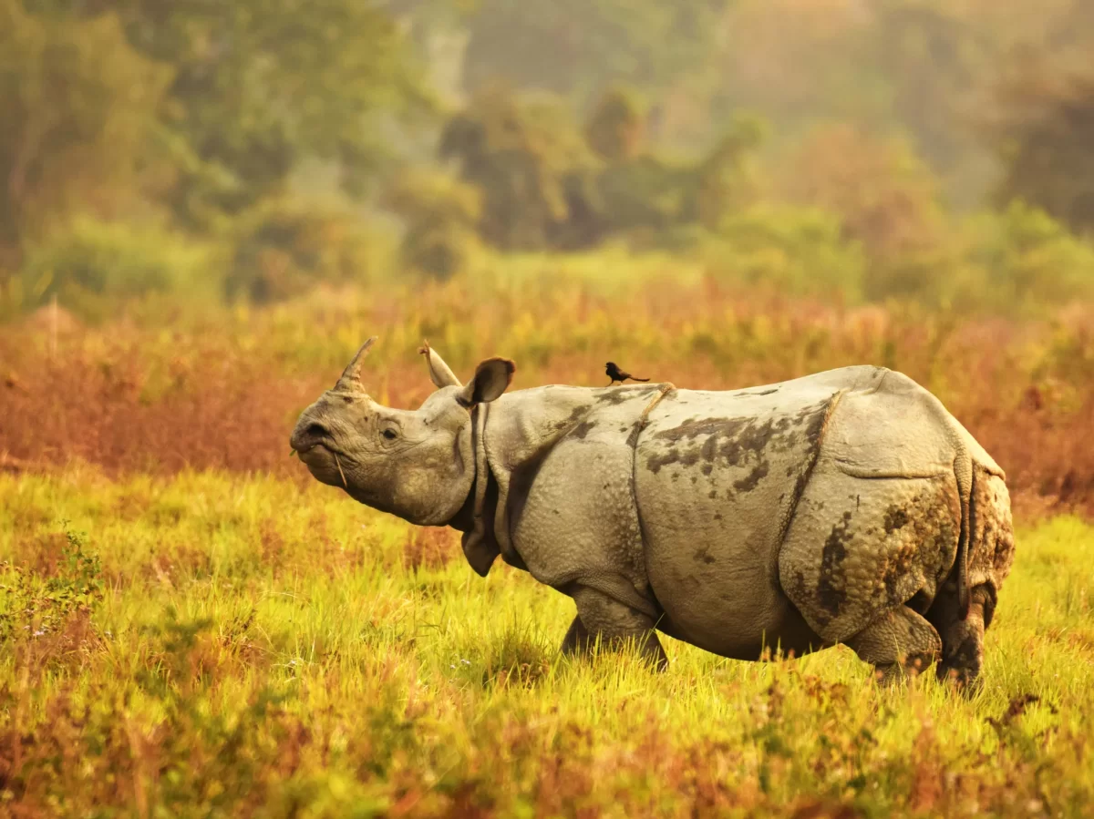 Kaziranga National Park Assam India one horned Indian rhinoceros walking tall golden grasslands bird on back mud caked skin lush green background wildlife safari UNESCO World Heritage Site, perfect Northeast India tour packages.