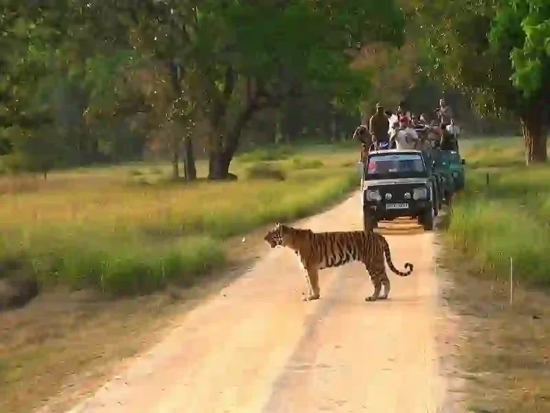 Khitauli Zone Bandhavgarh tiger safari sighting on jungle trail in Madhya Pradesh tour packages