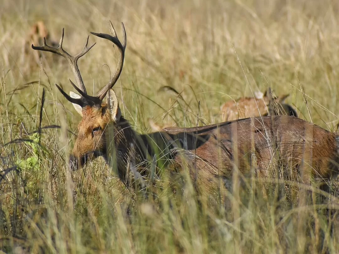 Kisli Zone Kanha in Kanha National Park with barasingha deer in grasslands, Madhya Pradesh wildlife safari destination