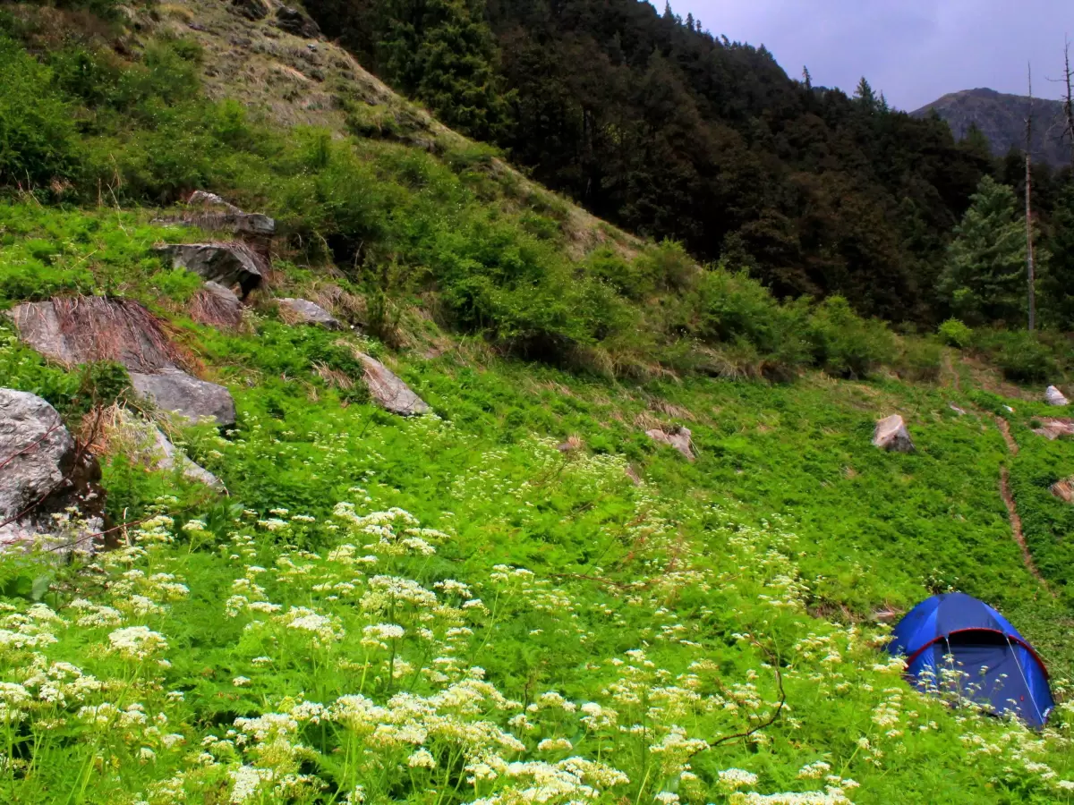 Kufri Himachal Pradesh blue camping tent wildflower meadows pine forested Himalayan slopes rocky terrain misty mountains, perfect Himachal Pradesh tour packages.