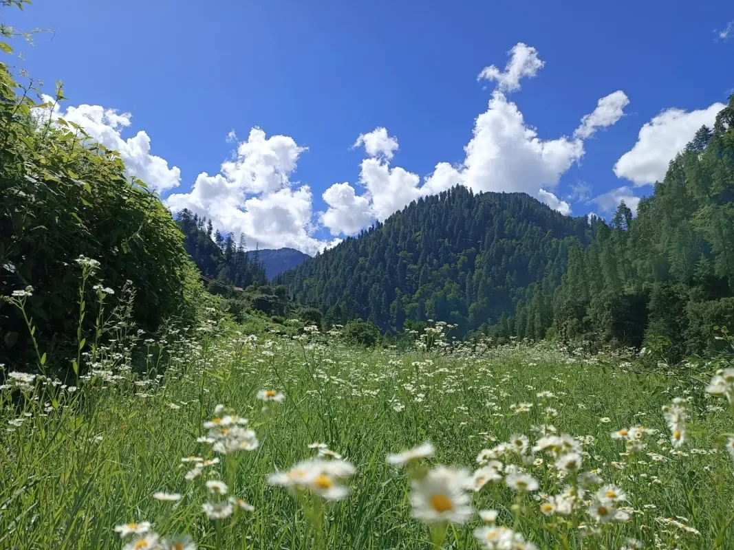 Kufri Himachal Pradesh wildflower daisy meadows green bushes pine forested Himalayan hills blue skies fluffy clouds, perfect Himachal Pradesh tour packages.