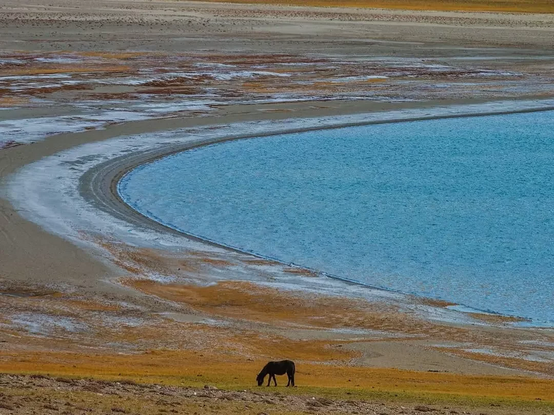 Wild horse grazing at Kyagar Tso Lake during golden hour, featuring turquoise curved waters, icy shores, rugged desert landscape, perfect wildlife adventure experience with Ladakh tour package.