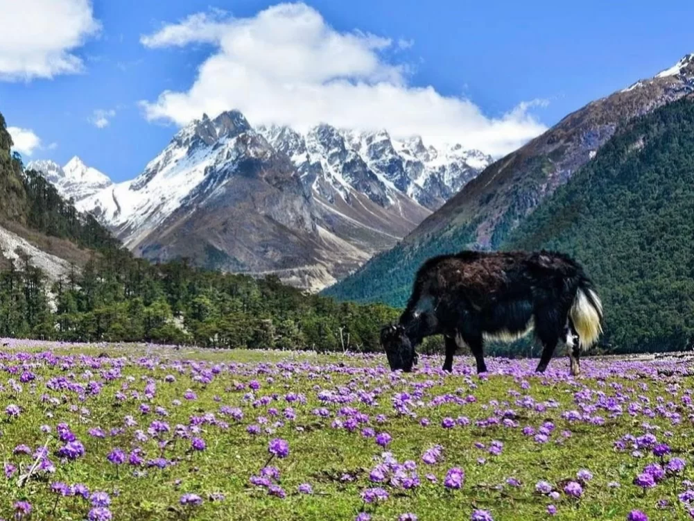 Lachung Viewpoint Sikkim scenic Himalayan valley with snow clad peaks and alpine meadow landscape