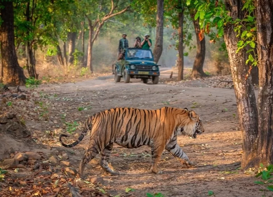 Magadhi Zone Bandhavgarh tiger safari experience in dense forest landscape in Madhya Pradesh tour packages