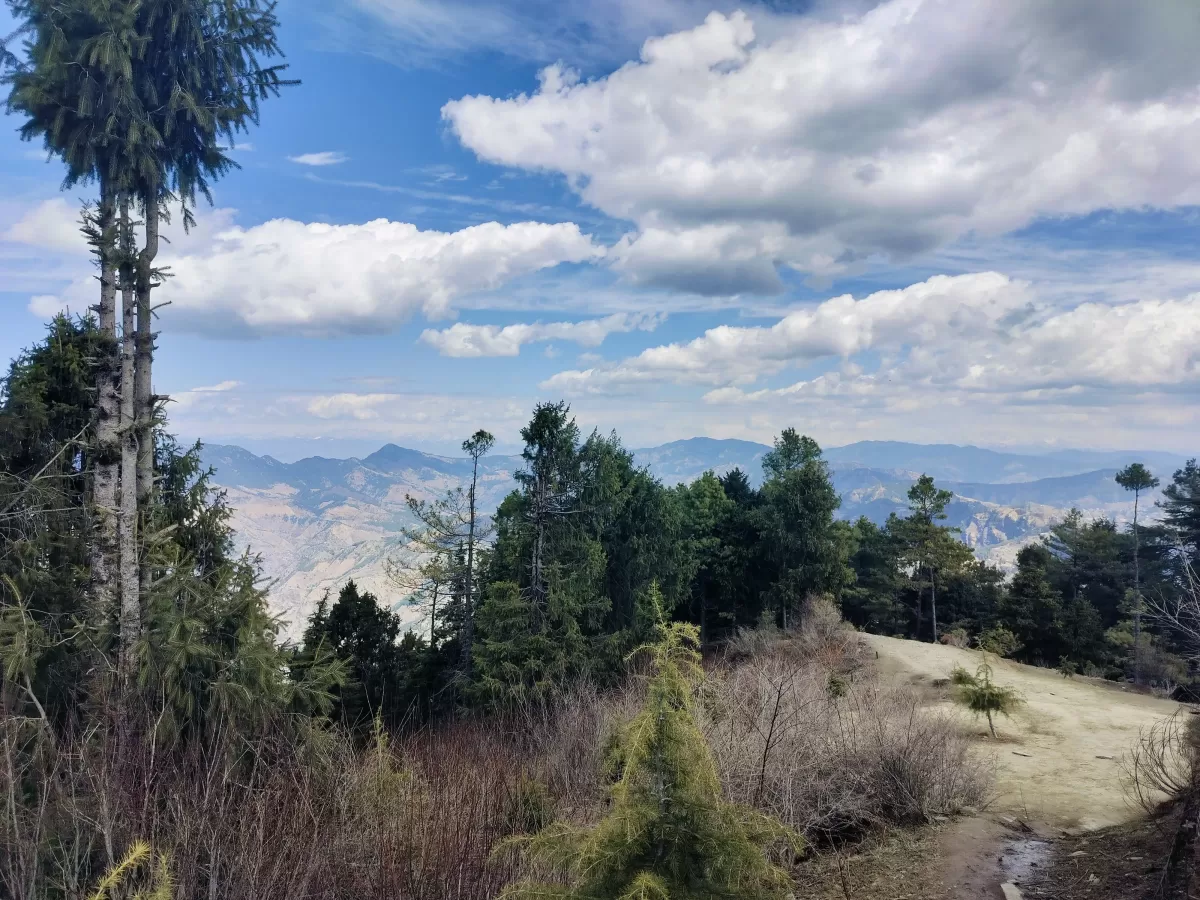 Scenic trek to Mahasu Peak at Dalhousie during clear sky, featuring pine trees, Dhauladhar mountains, cloudy vistas, perfect adventure Himachal Pradesh tour package.