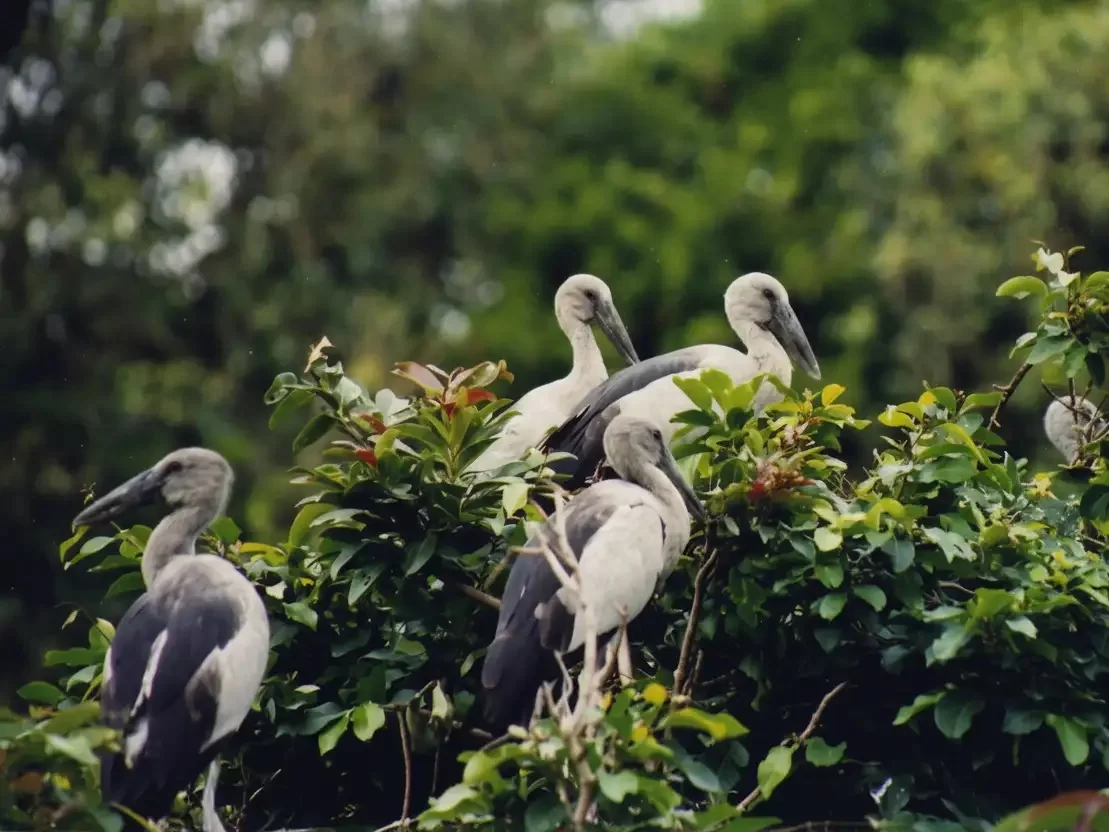 Mangalavanam Bird Sanctuary in Kochi, urban mangrove forest with migratory birds and rich biodiversity.