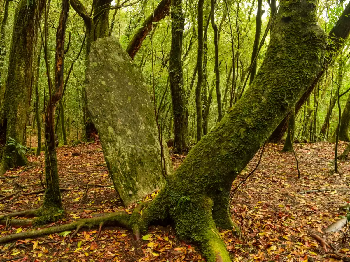 Mawphlang Sacred Forest Shillong Meghalaya mossy ancient monolith standing stone tall tree trunk roots leaf litter forest floor dense green canopy sacred grove menhir cultural heritage site, perfect Meghalaya tour packages.