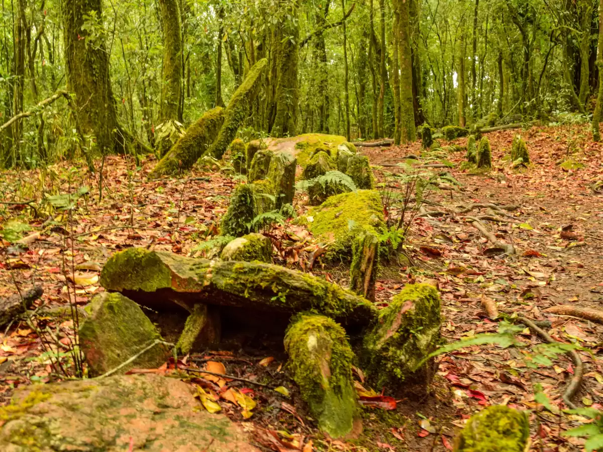Mawphlang Sacred Forest Shillong Meghalaya dense moss covered boulders fallen logs forest path thick green canopy tall trees leaf litter red brown foliage earthy trail pristine sacred grove, perfect Meghalaya tour packages.