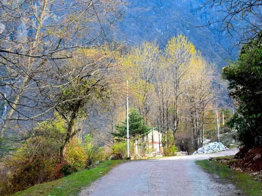 Autumn road to Katao Lachung Sikkim lined with golden trees amid blue mountains, perfect adventure North Sikkim tour package.