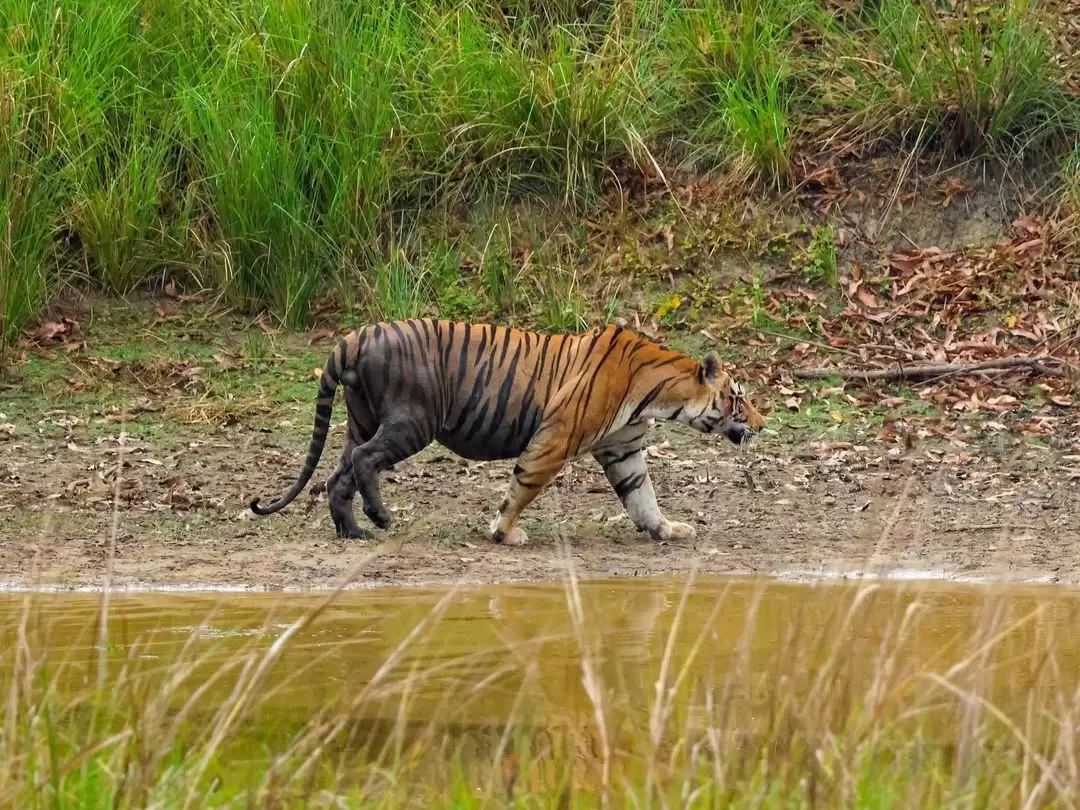 Mukki Zone, Kanha National Park Madhya Pradesh tiger safari zone with Bengal tiger near waterbody Satpura wildlife reserve India