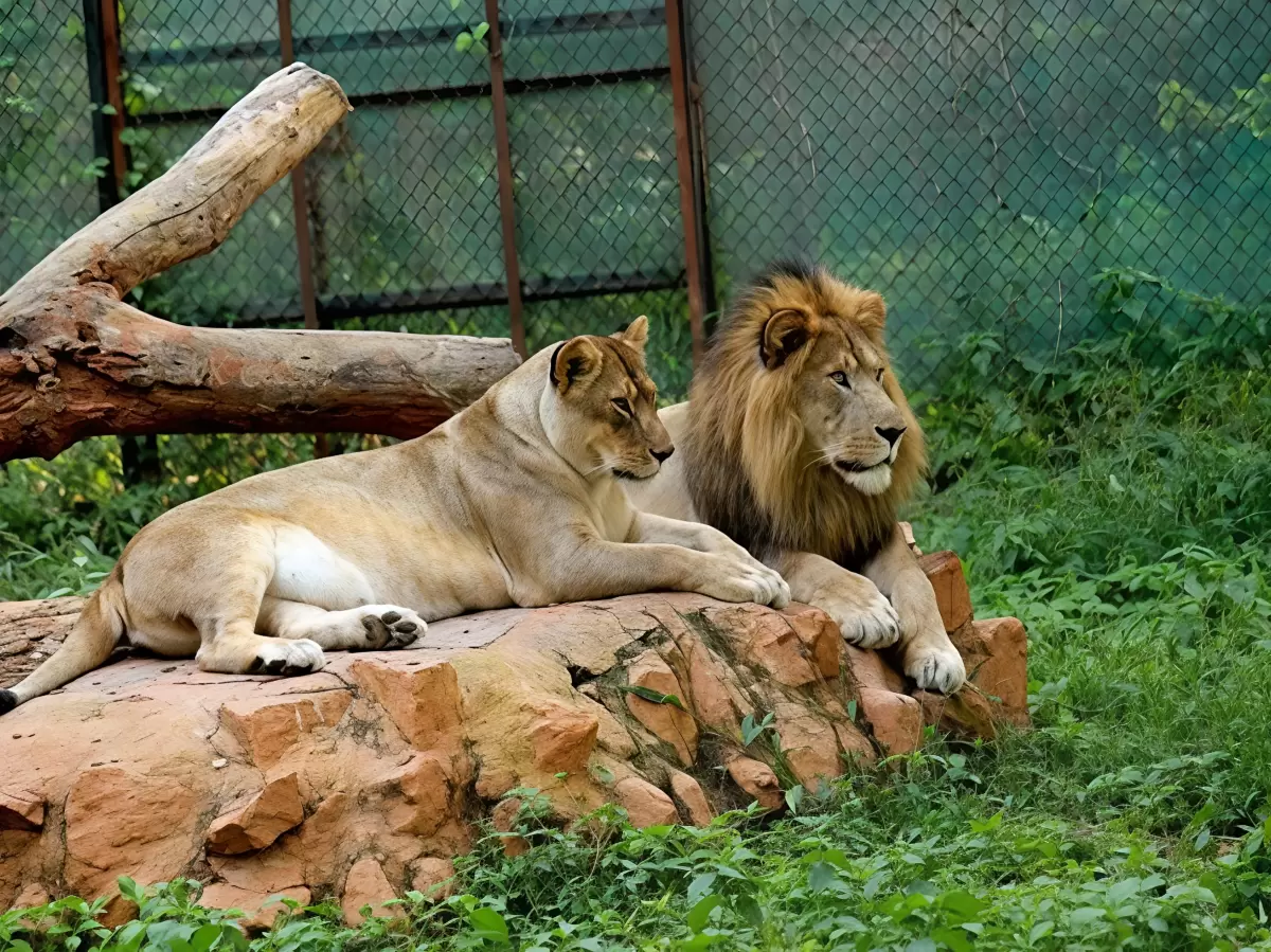 Lion pride male female resting on rock platform at Mysuru Zoo enclosure, surrounded by green fence log grass vegetation, perfect wildlife viewing Karnataka tour package.