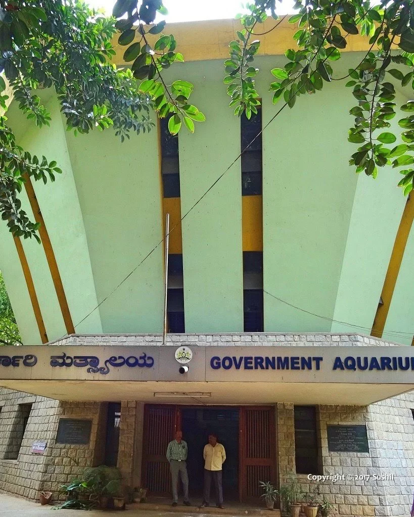 Namma Bengaluru Aquarium Cubbon Park Government Aquarium Bangalore Karnataka