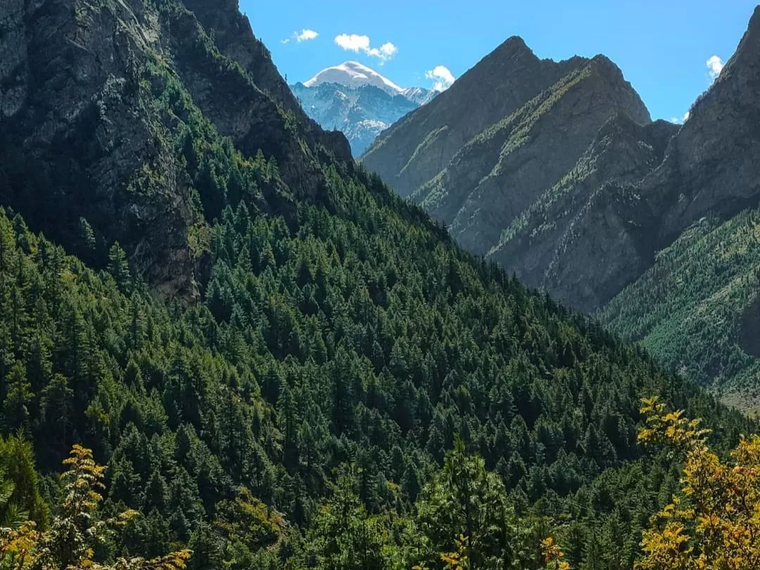 Nanda Devi peak rising above dense pine forests in Nanda Devi National Park near Joshimath, a scenic highlight included in Uttarakhand tour packages