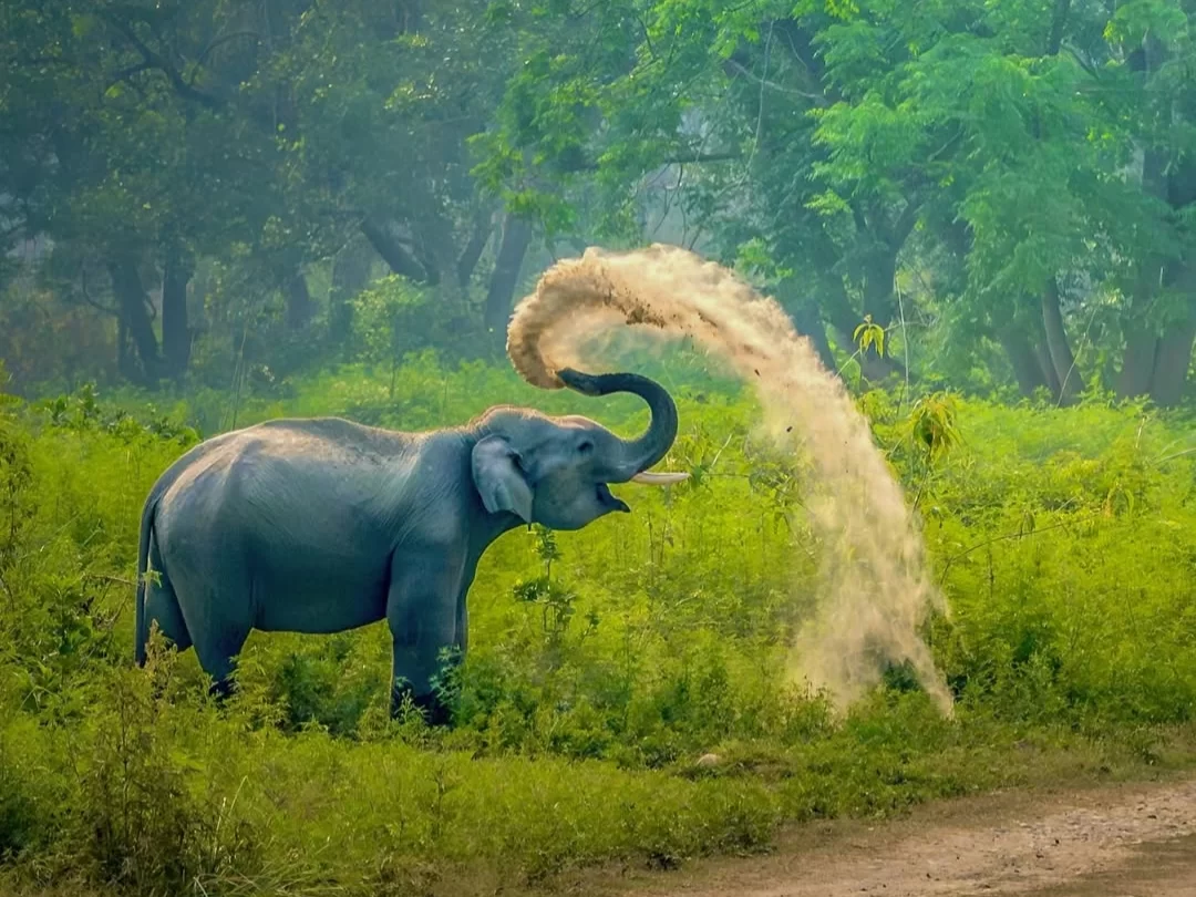 Wild elephant spraying dust in the lush forest of Panna National Park, a popular wildlife destination included in Madhya Pradesh tour packages