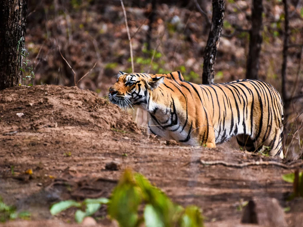 Royal Bengal tiger at Pench Tiger Reserve during golden hour, featuring intense gaze forest trail, perfect Madhya Pradesh wildlife safari tour package.