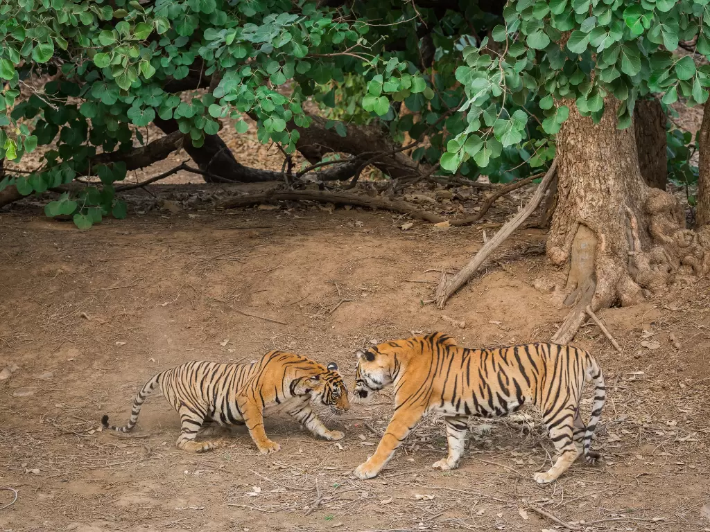 Tiger cub playing with adult tiger at Pench Tiger Reserve during daylight, featuring green tree backdrop stripes interaction, perfect Madhya Pradesh wildlife safari tour package.
