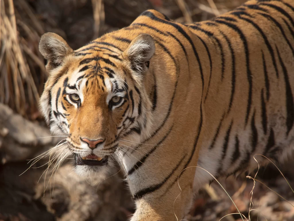 Royal Bengal tiger close-up at Pench Tiger Reserve during golden hour, featuring intense gaze striped fur dry grass, perfect Madhya Pradesh wildlife safari tour package.