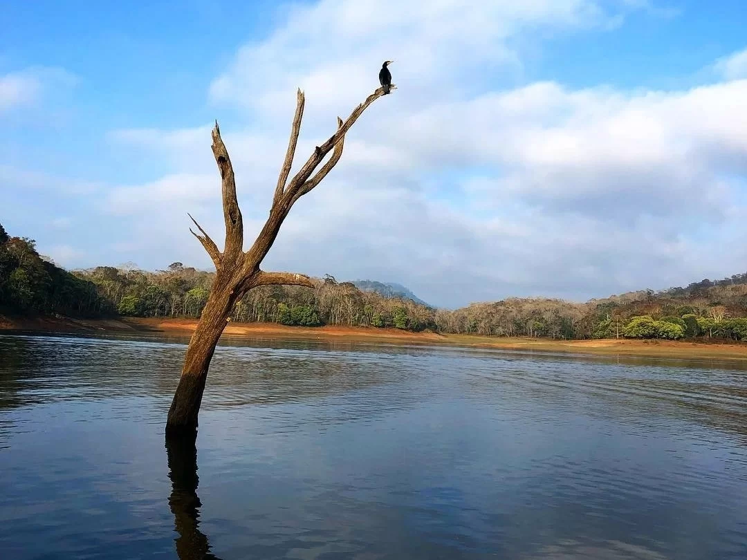 Periyar Lake in Thekkady, scenic wildlife boating destination in Periyar Wildlife Sanctuary Kerala.