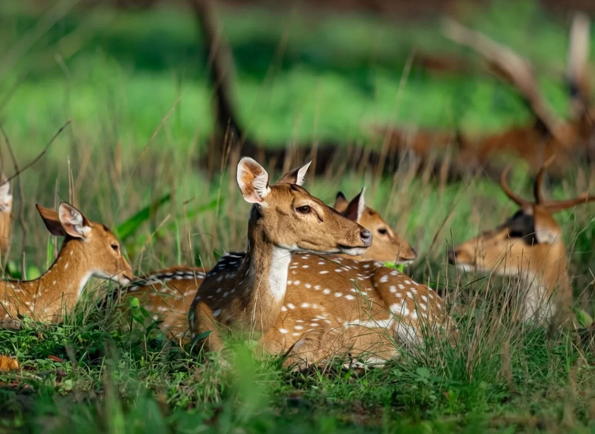 Phen Sanctuary Zone Kanha National Park spotted deer herd in forest habitat in Madhya Pradesh tour packages