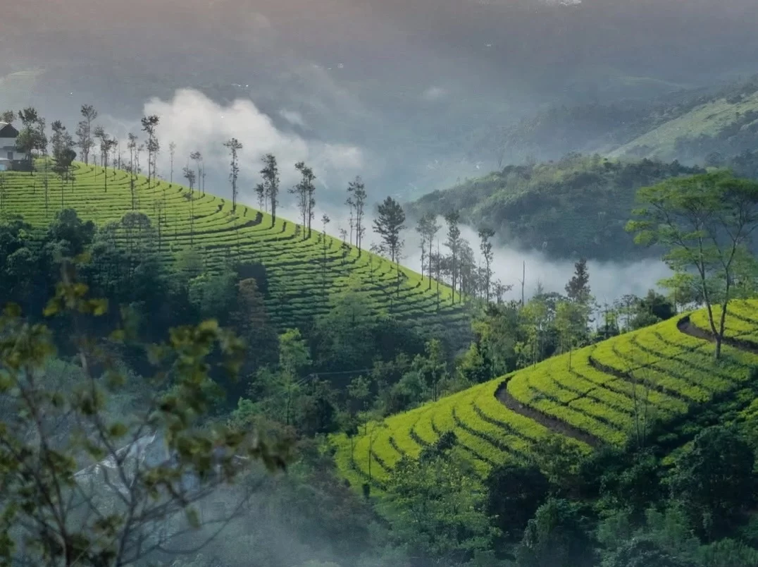 Munnar Tea Garden Photo Point, scenic tea plantations with misty hills in Western Ghats Kerala.