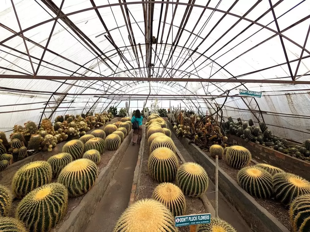 Interior of Pine View Nursery in Kalimpong, West Bengal, showcasing rows of large golden barrel cacti inside a greenhouse, a unique botanical attraction often included in West Bengal tour packages.