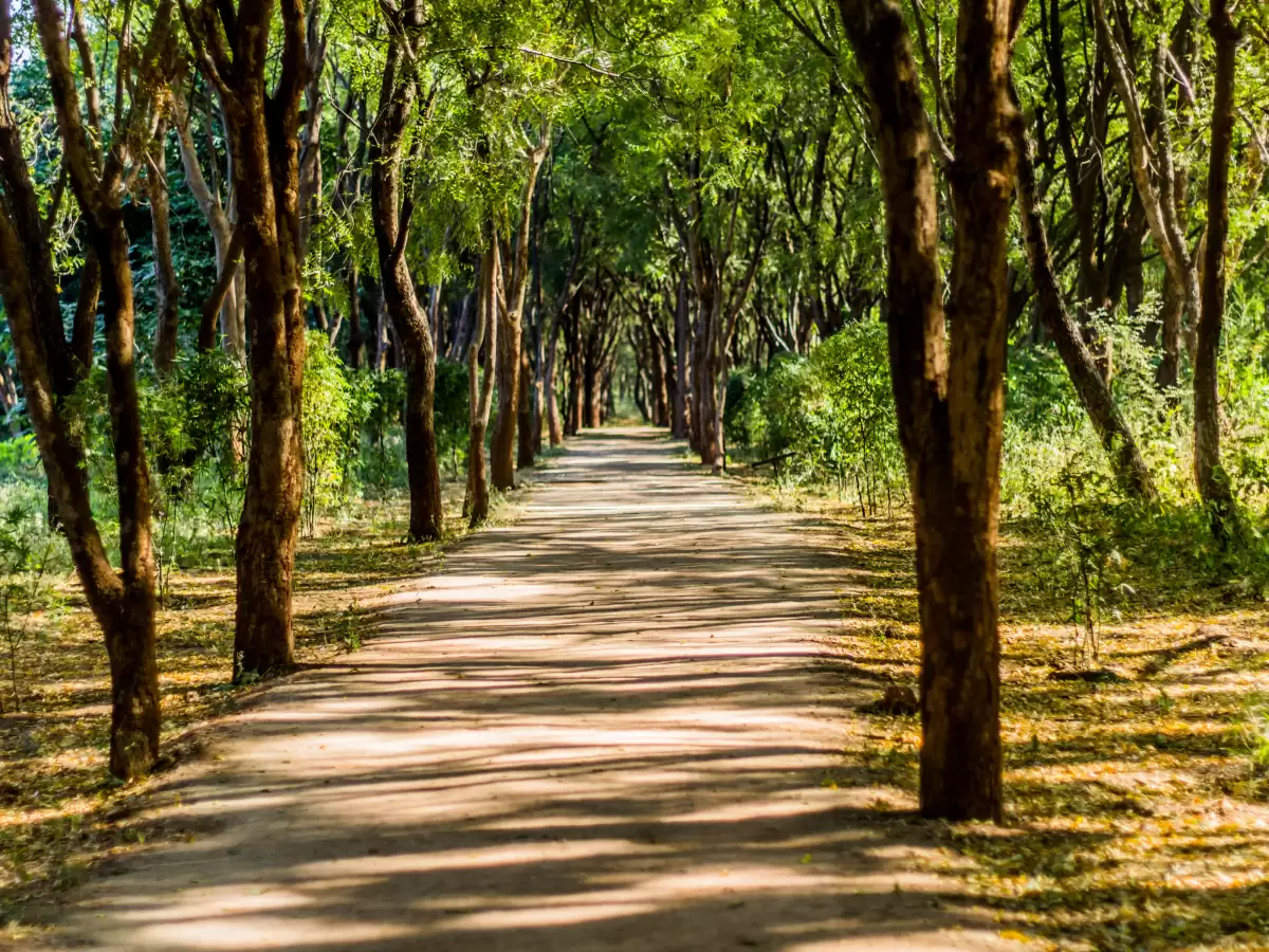 Punit Van Junagadh Girnar tree-lined avenue walking path through lush deciduous forest canopy golden sunlight, serene nature trail perfect for Gujarat tour packages.