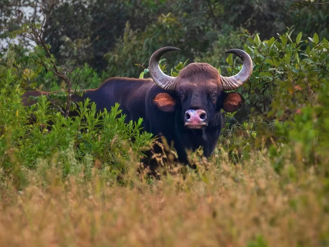Radhanagari Wildlife Sanctuary in Maharashtra featuring an Indian gaur standing amidst dense forest greenery, a rich biodiversity hotspot included in Maharashtra tour packages