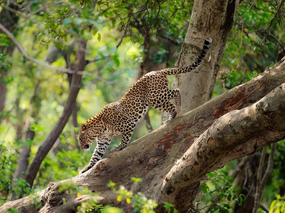 Rajaji National Park Uttarakhand wildlife sanctuary known for elephants, leopards and rich Himalayan biodiversity