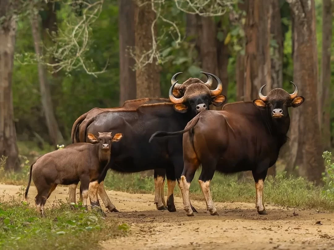 Indian gaur family standing on a forest trail at Ralamandal Wildlife Sanctuary near Indore, Madhya Pradesh – popular wildlife sight in Madhya Pradesh tour packages.