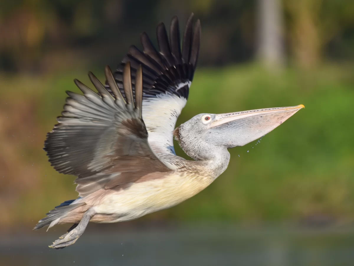 Spot-billed pelican flying at Ranganathittu Bird Sanctuary Mysore during golden hour, featuring river greenery, perfect birdwatching experience Karnataka tour package.