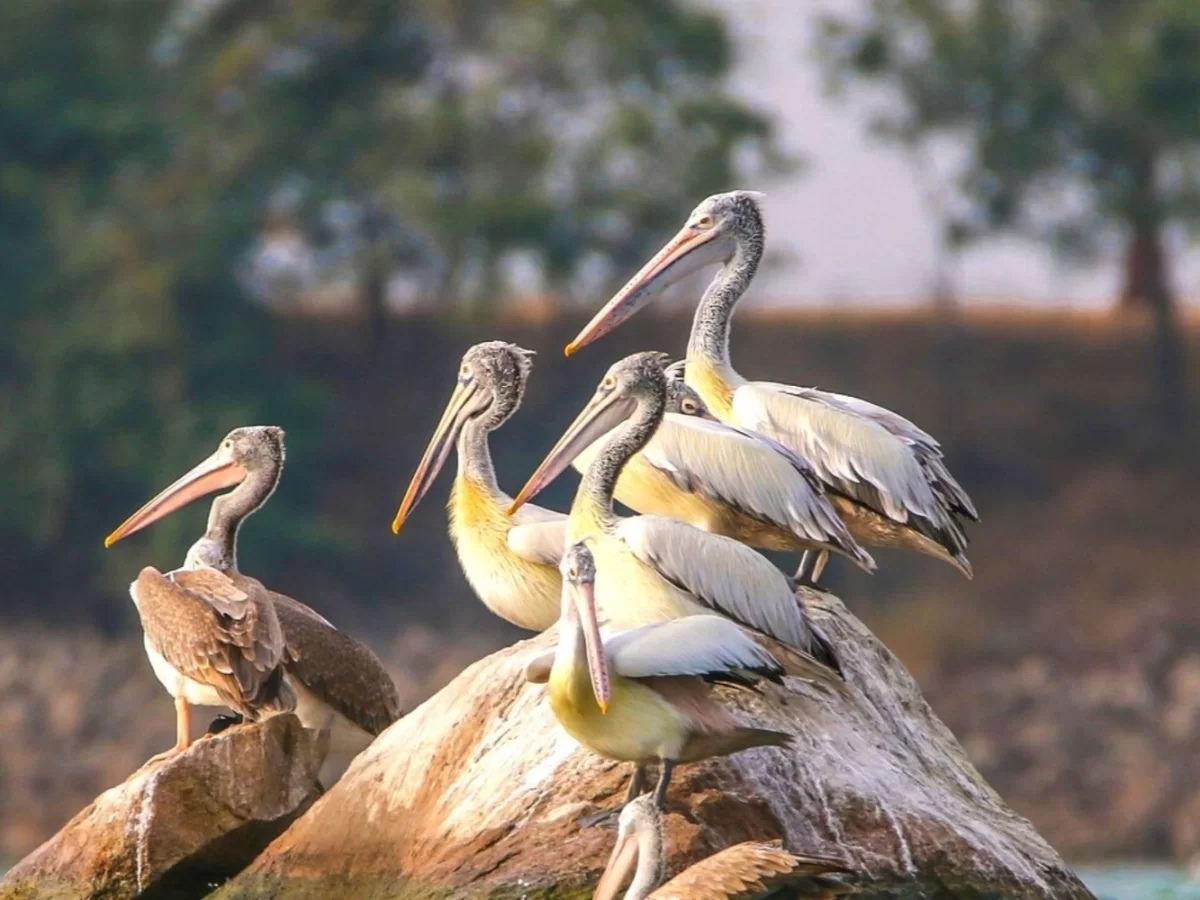 Spot-billed pelicans at Ranganathittu Bird Sanctuary Mysore during golden hour, featuring river rocks greenery, perfect birdwatching experience Karnataka tour package.