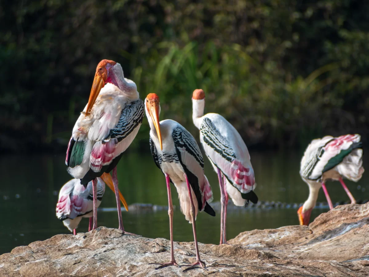 Painted storks nesting at Ranganathittu Bird Sanctuary Mysore during golden hour, featuring river rocks greenery, perfect birdwatching experience Karnataka tour package.