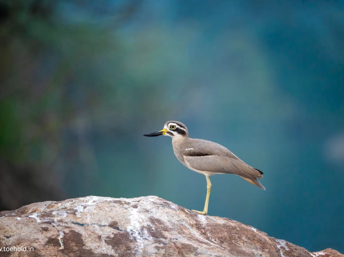 Yellow-wattled lapwing at Ranganathittu Bird Sanctuary Mysore during daytime, featuring rocks river greenery, perfect birdwatching experience Karnataka tour package.