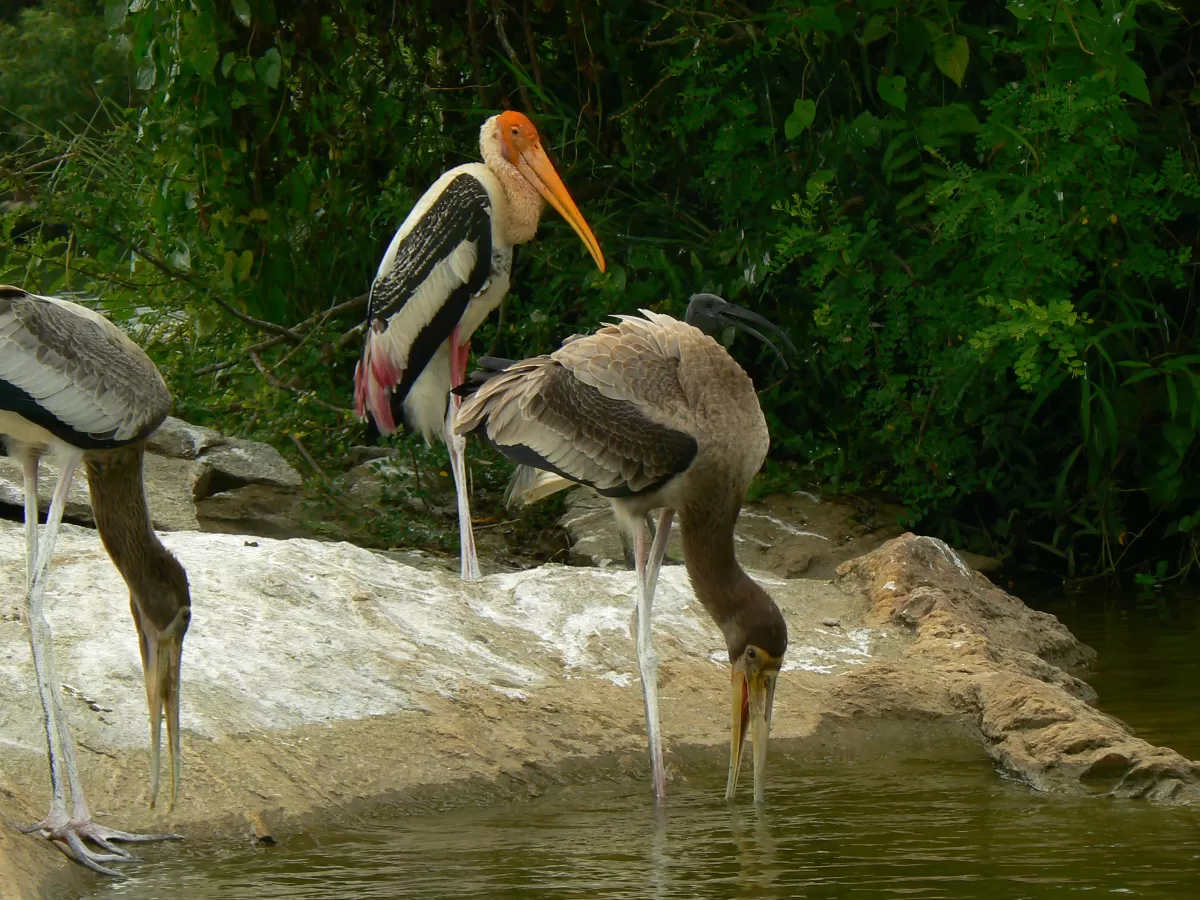 Painted storks at Ranganathittu Bird Sanctuary Mysore during daytime, featuring lesser adjutants river rocks greenery, perfect birdwatching experience Karnataka tour package.
