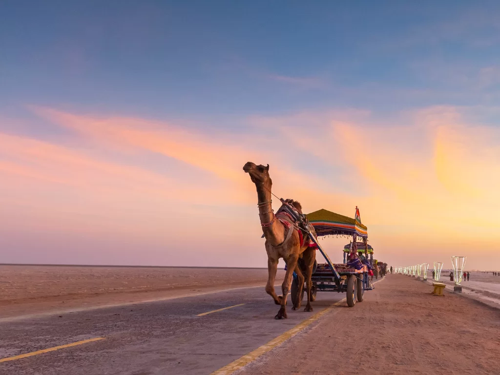 Camel cart ride at Rann of Kutch during golden hour sunset, featuring decorated canopy, saffron flag, camels and vast white salt desert, perfect adventure experience with Gujarat tour packages.