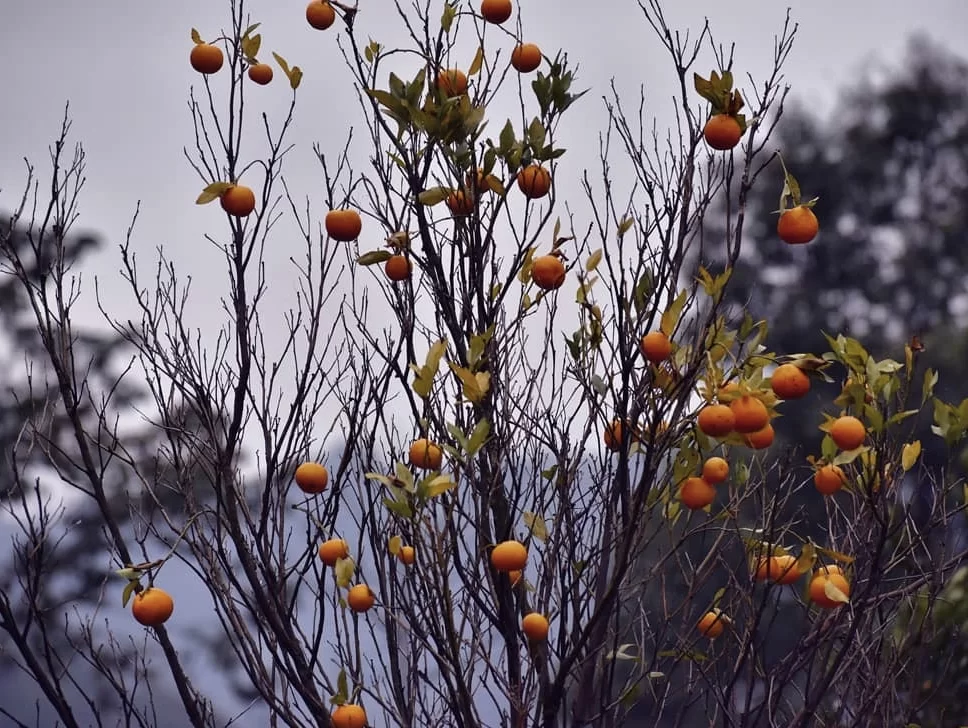 Orange trees at Rimbi Orange Garden during misty weather, featuring ripe oranges and misty forest backdrop, perfect nature Sikkim tour package.